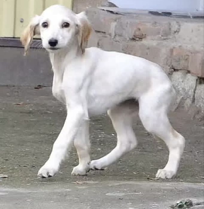 Продам щенка кумай тазы