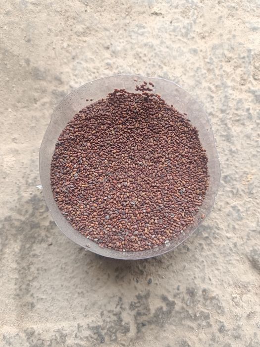 Продам семена клевер