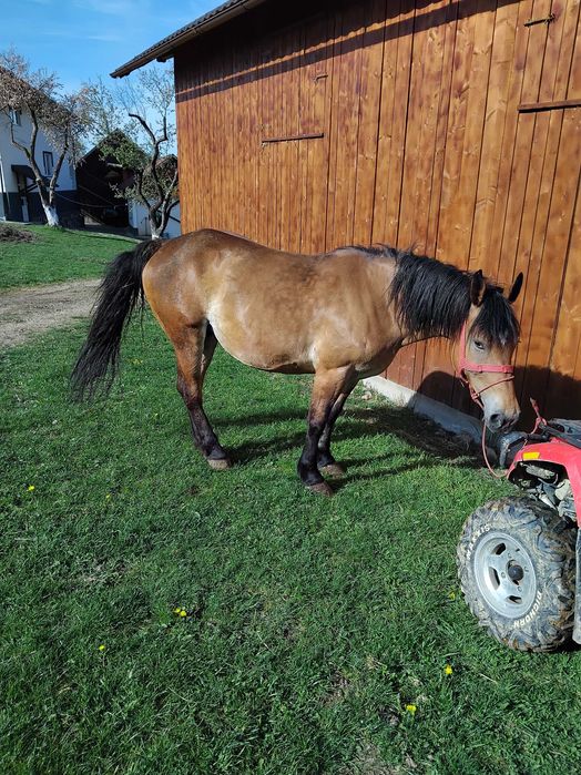 Iapa gestanta de vanzare