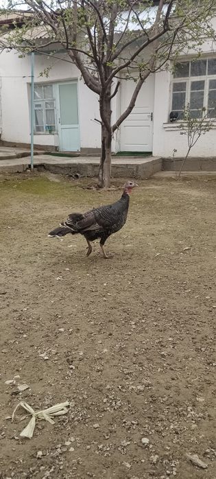 Индук товуки катаси сотилди