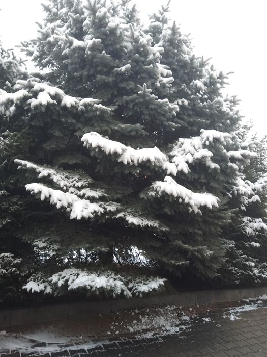 Ель голубая. Взрослая