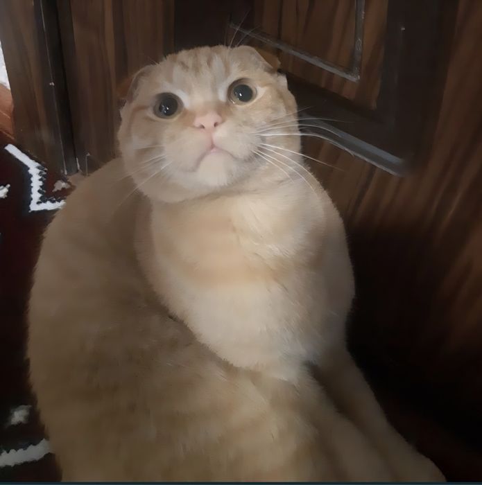 VYAZKA uchun qiz mushuklarni taklif qilamiz.