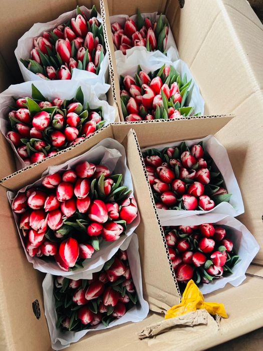 Тюльпан 400 тг местные свежие