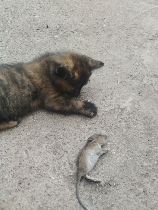Отдам даром хороший подарок