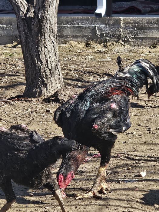 Дакан қораз корейский