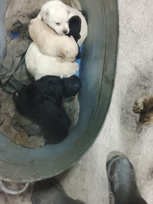 Лабрадор Гарантировано