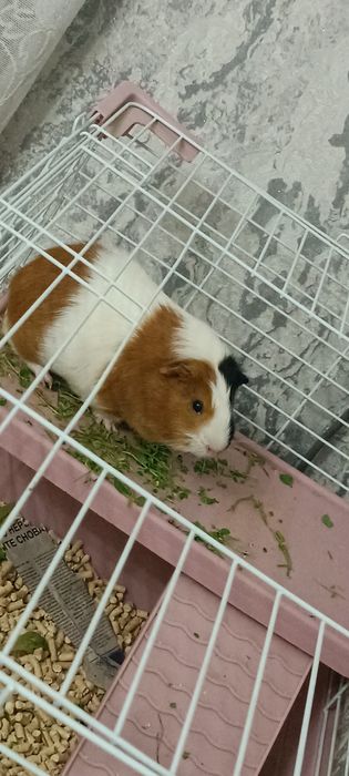Продаю морскую свинку