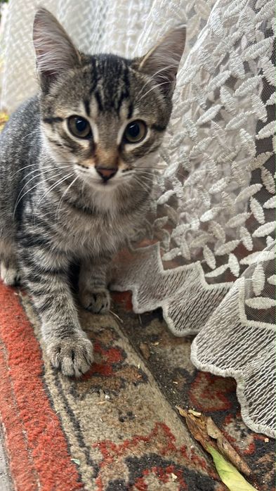 Отдам котят в добрые руки