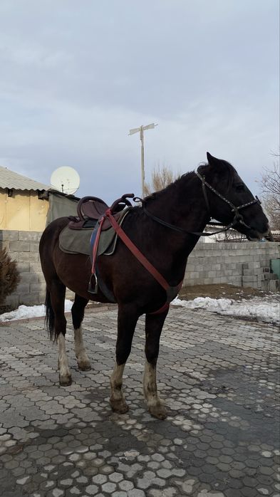 Айғыр сатылады.