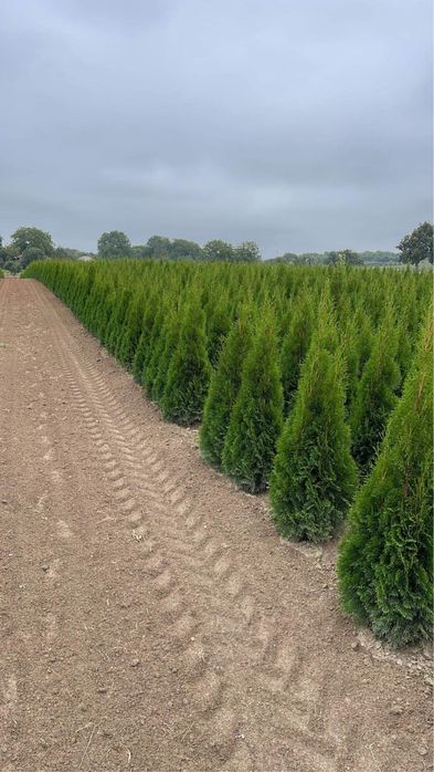 Tuia și Brazi albi Vindem și Angro