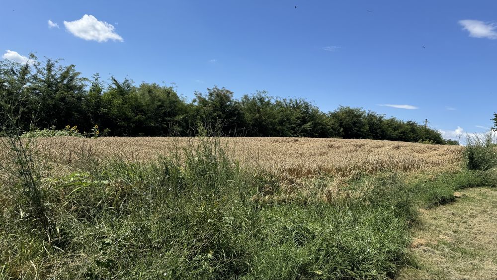 Snagov, Tancabesti 2064mp in fata lacului ! Pretabil bloc ! Urbanism 2026 Proprietar !
