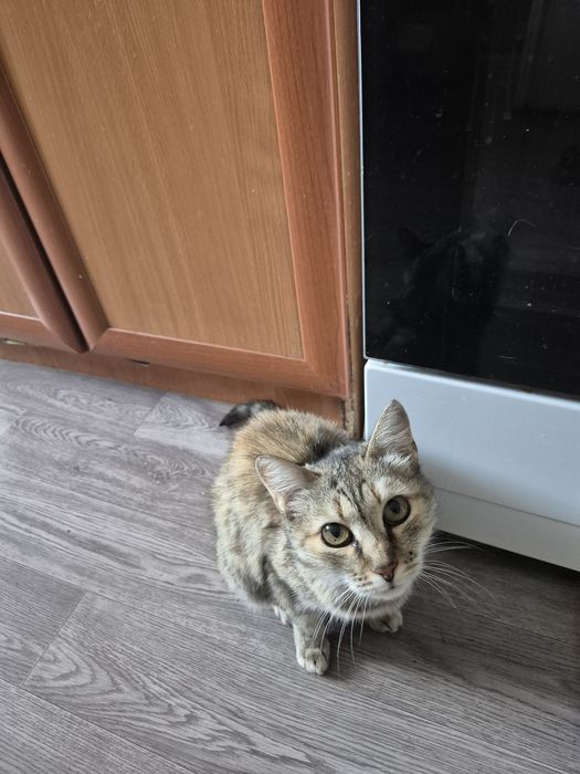 Отдам кошку,возраст 11 лет.