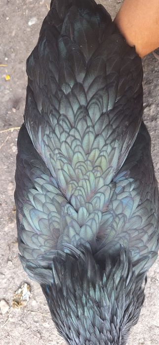 Vând puicii de austrlorop și cocoși