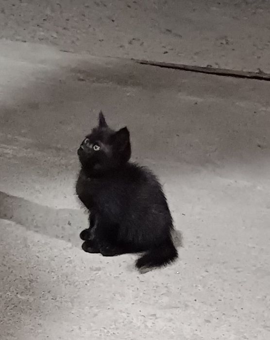 Отдам котика в хорошие руки