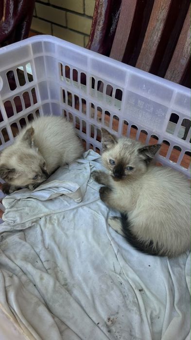 Отдам котят в добрые руки
