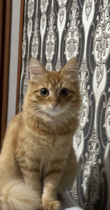 Отдам кота в хорошие руки