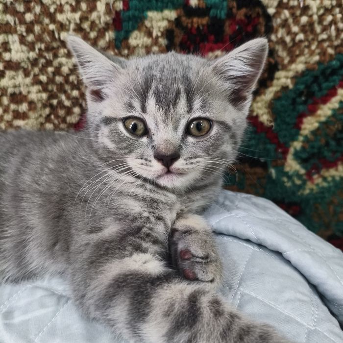 Котята породистые