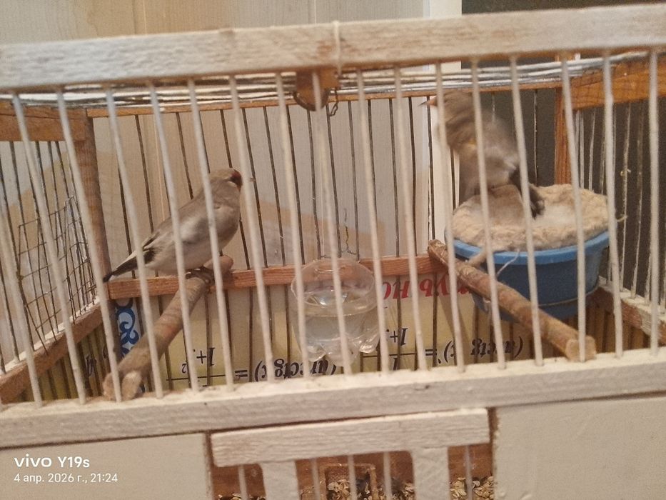 Сеуе самка екеуіде