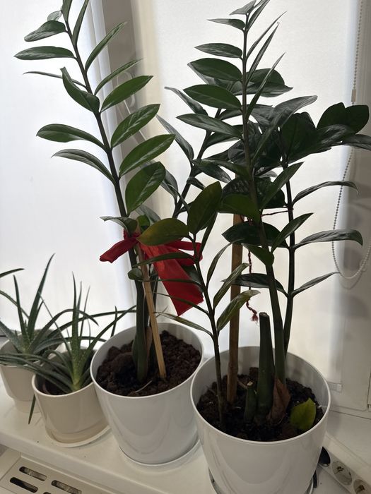 Продам цветок денежное дерево 1500