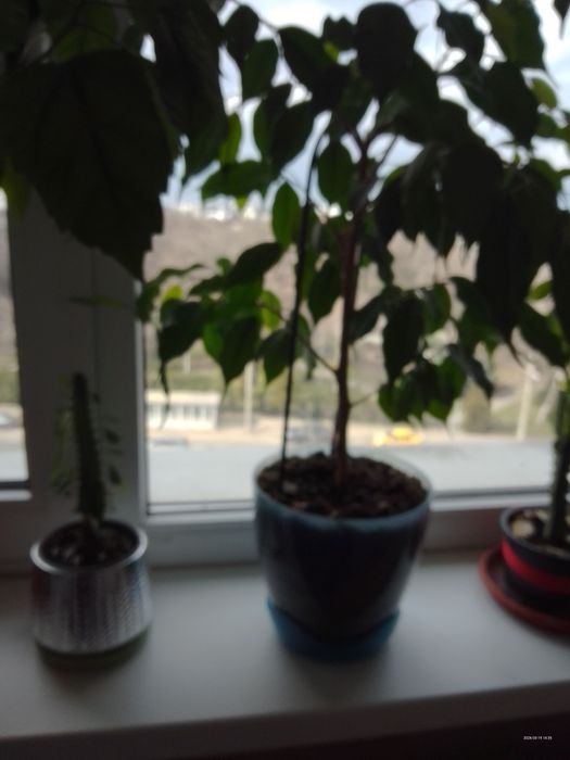 Plante ieftine de interior