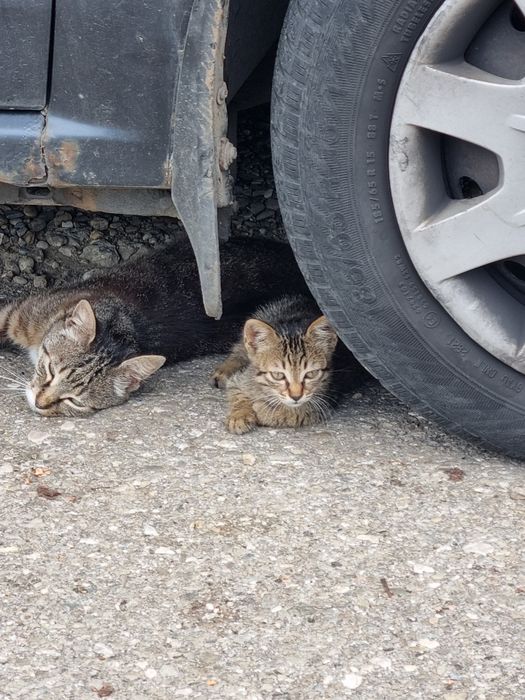 Donez motaneltigrat pentru un stăpân iubitor de animale