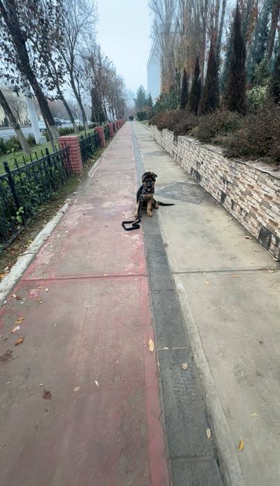 Кинолог-Дрессировка собак