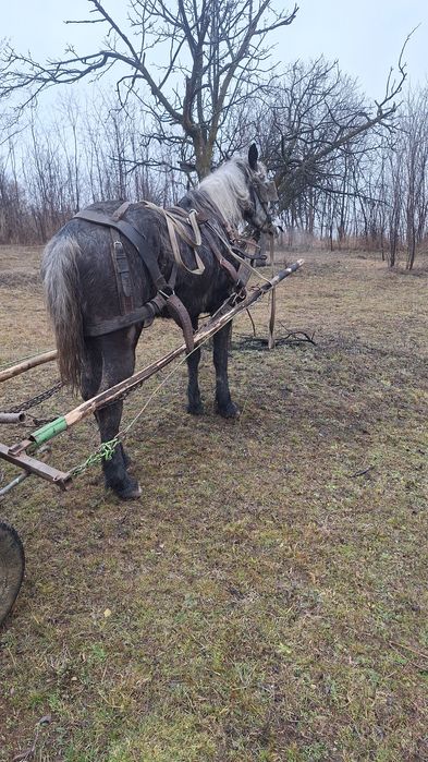 Vând sau schimb iapa de 5 ani