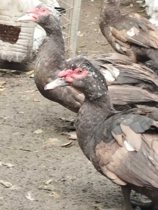 Индоутки коричневые