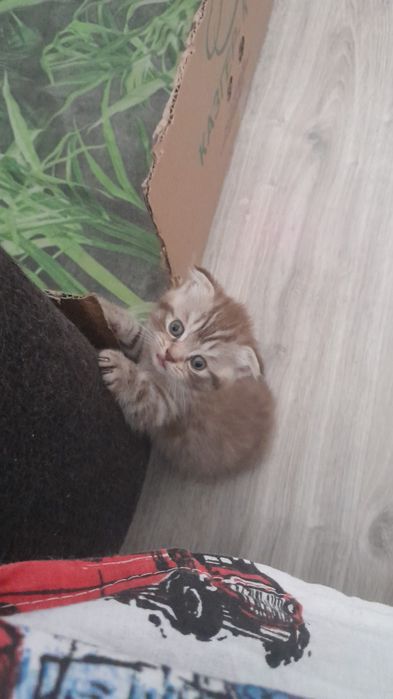 Продам породистых котят!