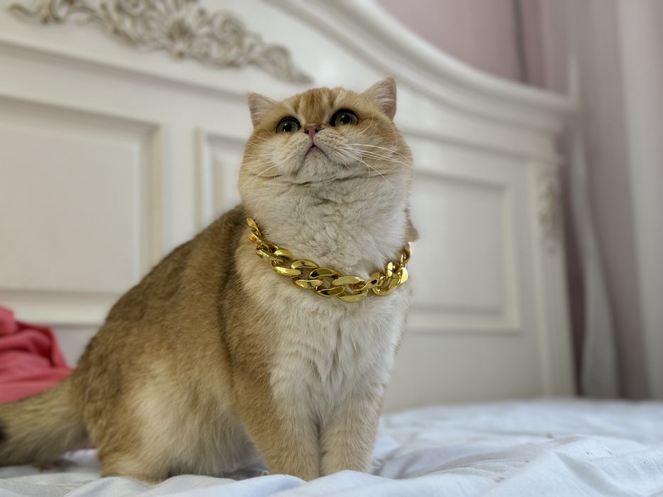 Вязка золотая шиншилла