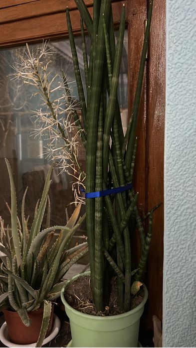 Сансеньервьра продам