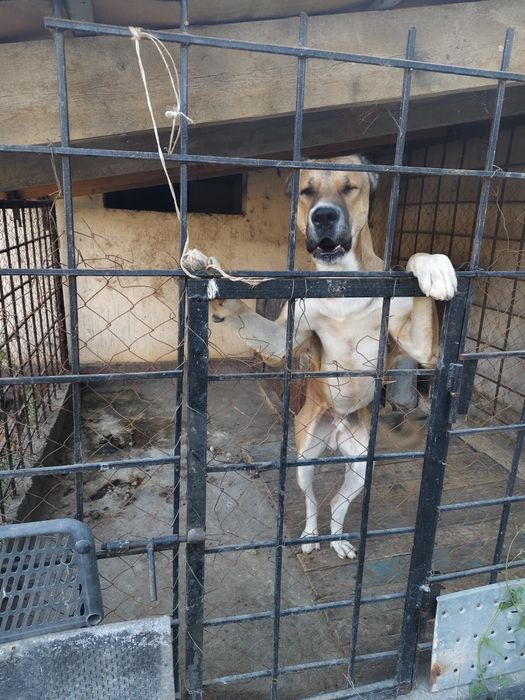 Продаеться собака азиат