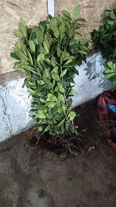 Vând laur englezesc 70-90 cm., trandafiri copac, pomii fructiferi etc., telefon 07539696477