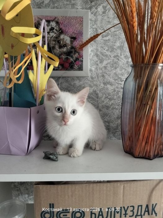 Отдам котёнка в добрые руки