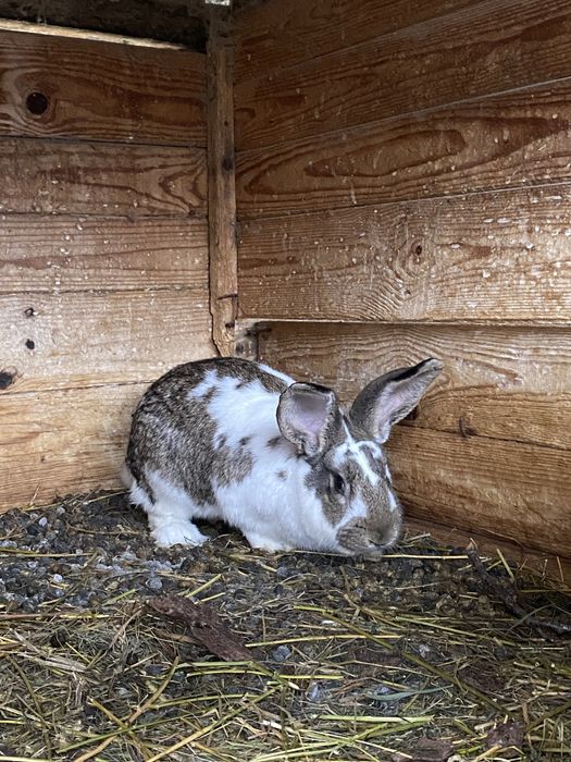 Vand iepuri de rasa albastru vienez cu belgian
