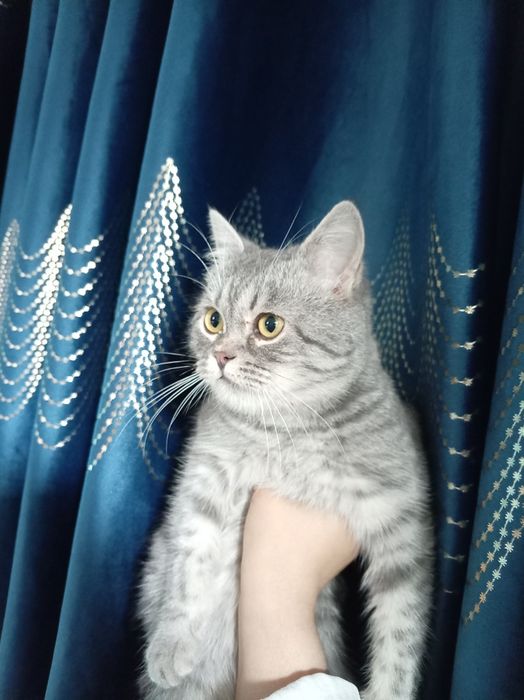 Mushuk sotiladi 7oylik