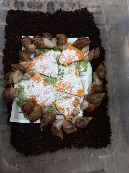 Ulitka optom narxda fulika albinos