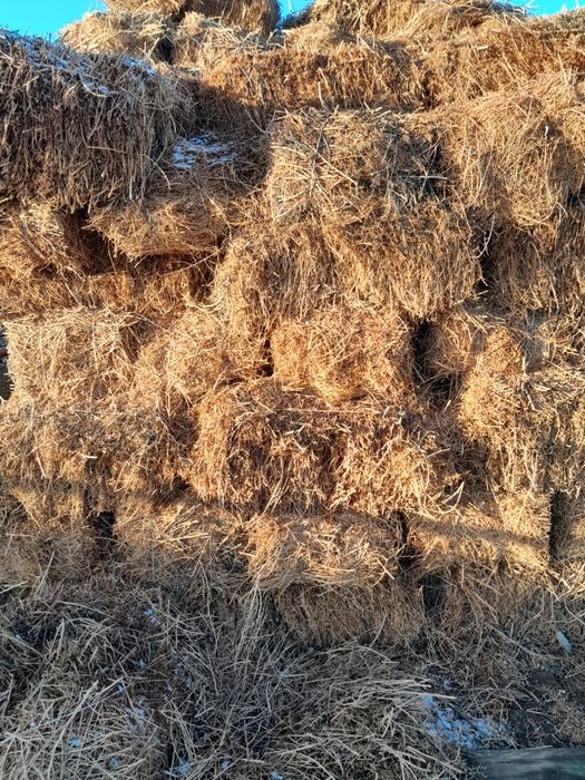 Жантақ шөп сатылады