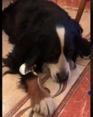 Ветеринарный врач