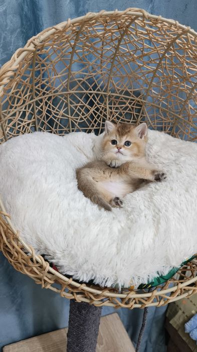Продаётся чистокровная шотландская девочка