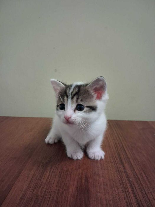 отдам котят добрым людям