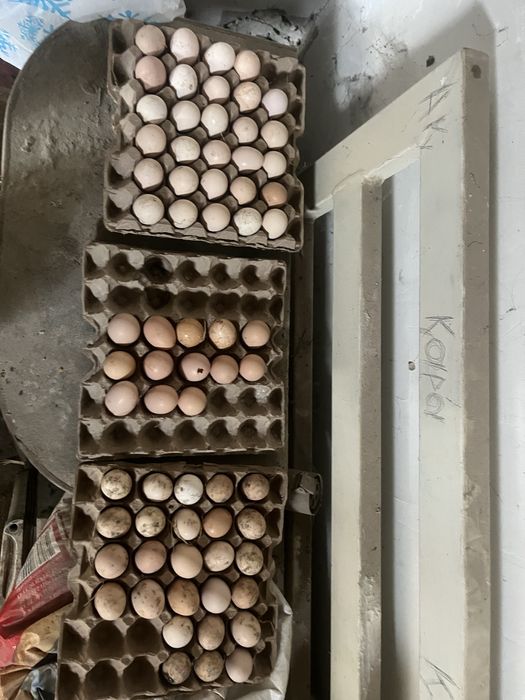 Продаетс яйца породистых кур
