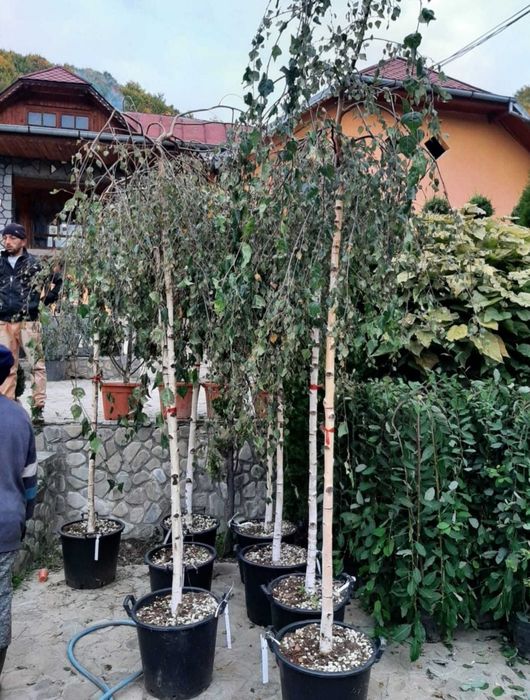 Mesteacăn, Arțar, Stejar și Platan – copaci foioși pentru grădină