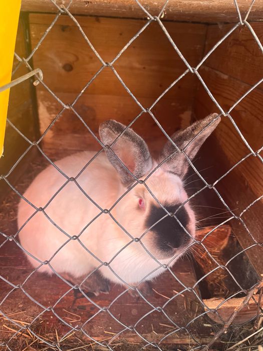 vând iepuri californian!