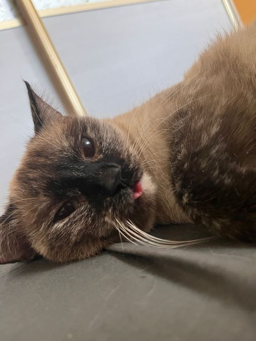 Ищу хозяев коту и кошечке