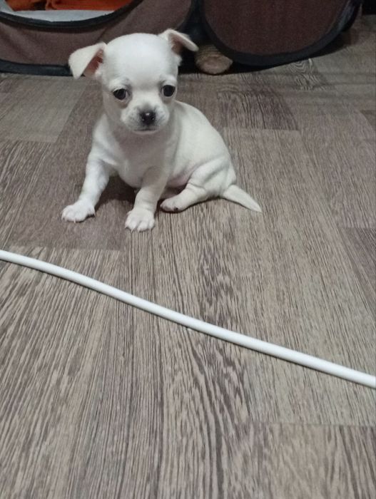 Продаётся щенок чихуахуа