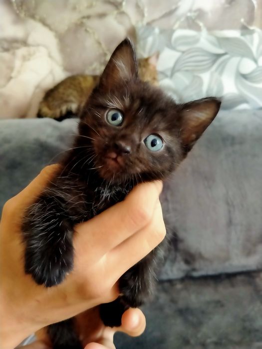 Отдам милых котиков