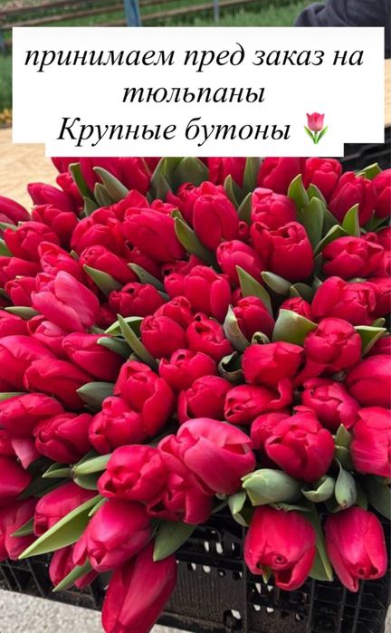 Тюльпаны крупные