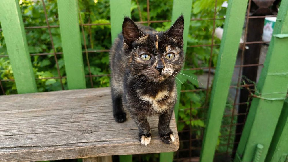 Котята ищут добрые руки и настоящий дом
