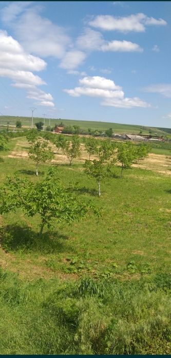 Teren cu livadă de nuci